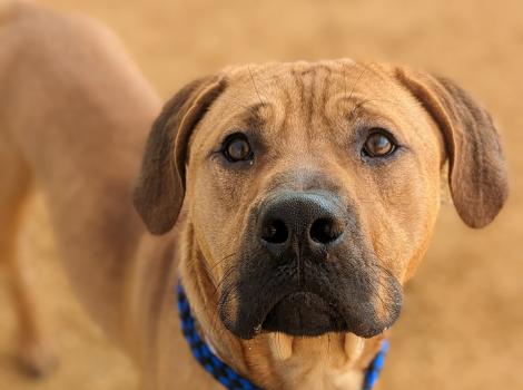 Silver Muzzle Cottage Best Friends Animal Society Save Them All